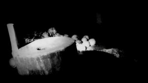 ЗАЙКА.  ЧАСТЬ 2.. Страшные истории на ночь.