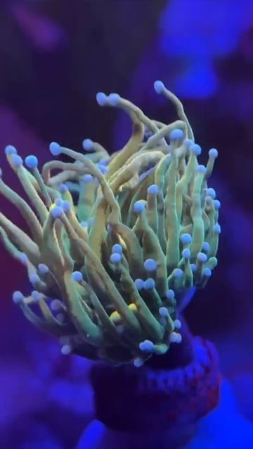 Эуфилия Холли Грааль