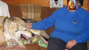 Рассказ Волка про Красную шапочку. Вегус-III-2026