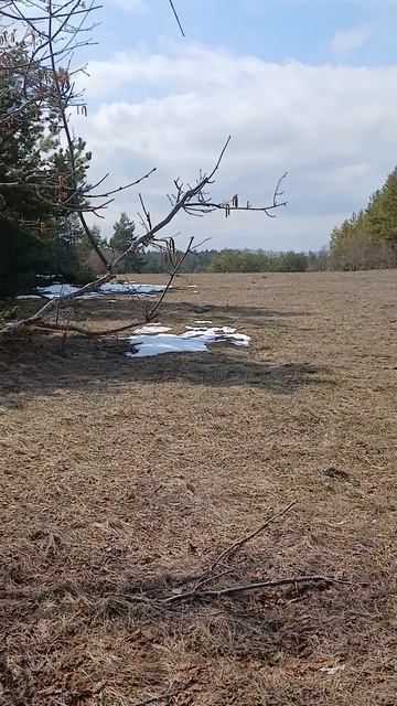 Орешник на Караби цветёт