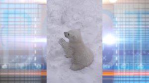 Седьмой малыш: пополнение в семье белых медведей Кая и Герды!