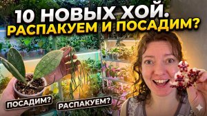 Хойи с АВИТО. Распакуем ВМЕСТЕ? Первая Посылка Сезона.