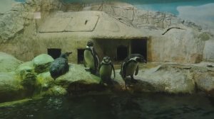 Пингвины Гумбольдта. Весёлая братва. Пингвины. Московский зоопарк
