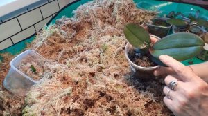 Деревенская моя жизнь, Пересаживаю Орхидейки, для любителей Орхидей Рассказала много полезного