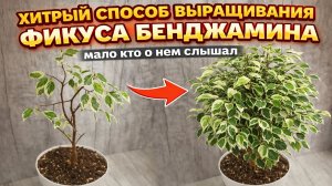Мало кто знает этот ХИТРЫЙ СПОСОБ быстро получить ПЫШНЫЙ КУСТ ФИКУСА БЕНДЖАМИНА!