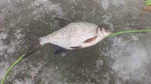 Ловля леща на Казакова 16.03.26