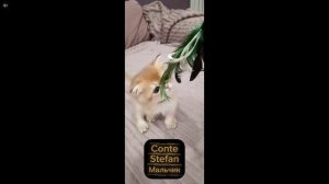 Котята питомника кошек  GOLD PRAID