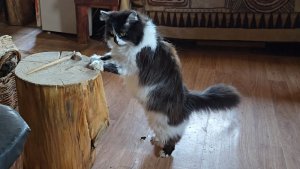 Прогулка по деревне, приезд подруги с треугольным котом и новая затея