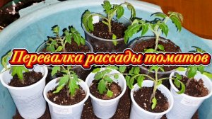 Делаю перевалку рассады томатов для раннего урожая.