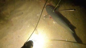 ПОДВОДНАЯ ОХОТА НА ПИЛЕНГАСА