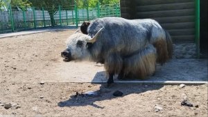 Зоопарк в городе ГРОДНО; Беларусь.
