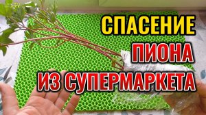 Что делать, если весной купили ПИОН, а сажать еще рано? 🌸