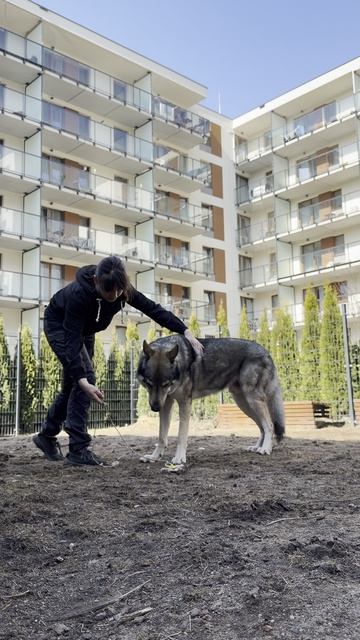 Влчак с прищепкой, Злата