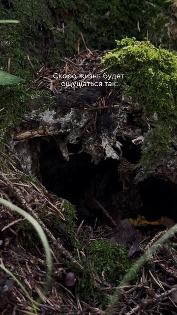 Заметили лягушку на 4 кадр?🐸