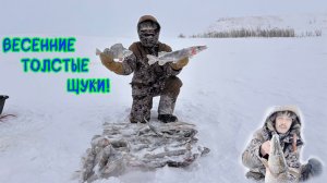 Весенние толстые щуки #щука #окунь #зимняярыбалка #рыбалка #хмао