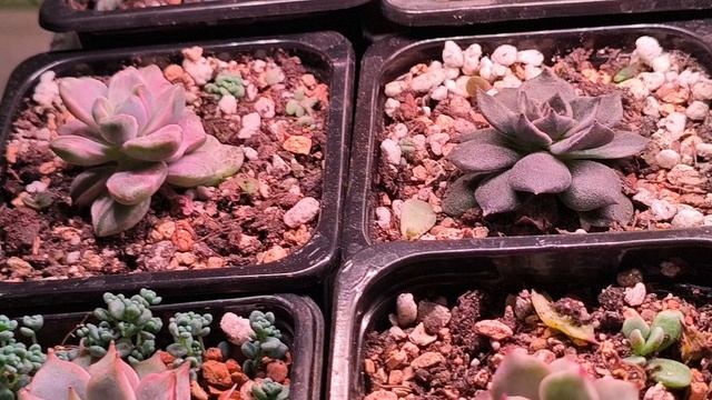Продажа суккулентов. 16.03.2026.