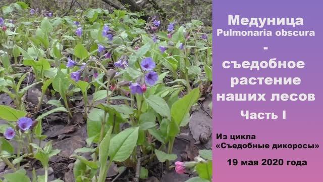 Медуница - съедобное растение наших лесов. Часть 1