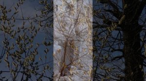 НАШ ДОМ КАРИНА