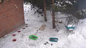 белки за окном