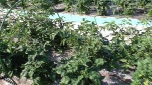 Как формировать Томатных Гномов? 2023 год.