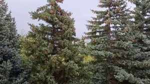 Санаторий Узбекистан   Ялта  вид из  окна