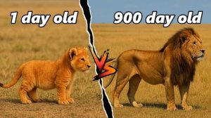 ЭВОЛЮЦИЯ ЛЬВА 🦁 ОТ НОВОРОЖДЁННОГО ДО 900 ДНЯ ЗА 2 МИНУТЫ РОСТ ЛЕГЕНДАРНОГО ЛЬВА