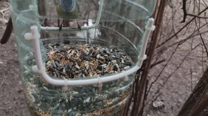 Доброе утро 🌄 всем Пара лазоревок прибыла на завтрак 🍳 Воробьи отказались позировать.