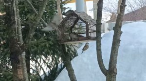 У кормушки снова птицы:
Воробьи с утра, синицы...