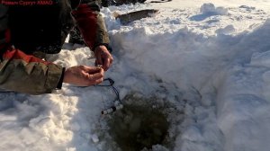 Жерлицы проверка. 29 день.