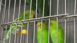 В ГОСТЯХ У ВОЛНИСТЫХ ПОПУГАЙЧИКОВ. ЗООМАГАЗИН