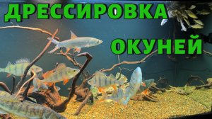 ДРЕССИРОВКА ОКУНЕЙ. НАЧАЛО