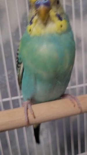 мой попугай