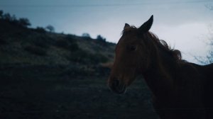 LBMS — Official Video | A World on Fire