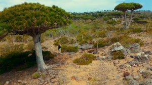 Следующая остановка — Сокотра