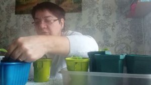 На пенсии в деревне : Мои растишки, перцы