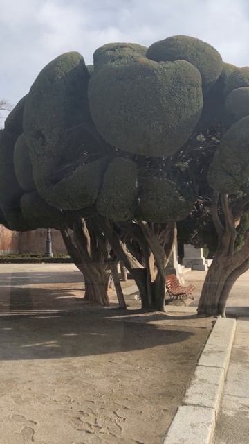 Плюшевые деревья в парке Ретиро