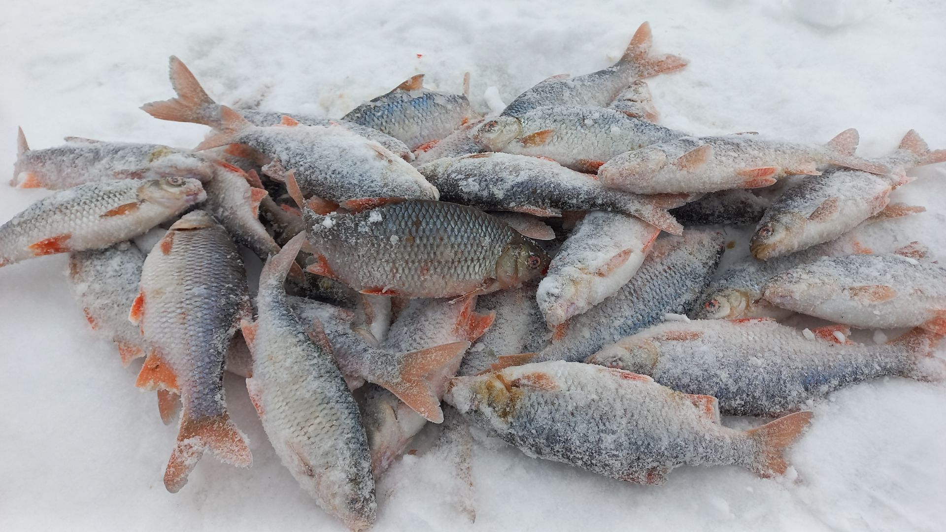 Бешеная плотва зеленого забора.