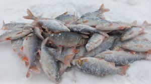 Бешеная плотва зеленого забора.