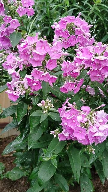 #Флоксы после грозы в нашем саду будто повислые тряпочки