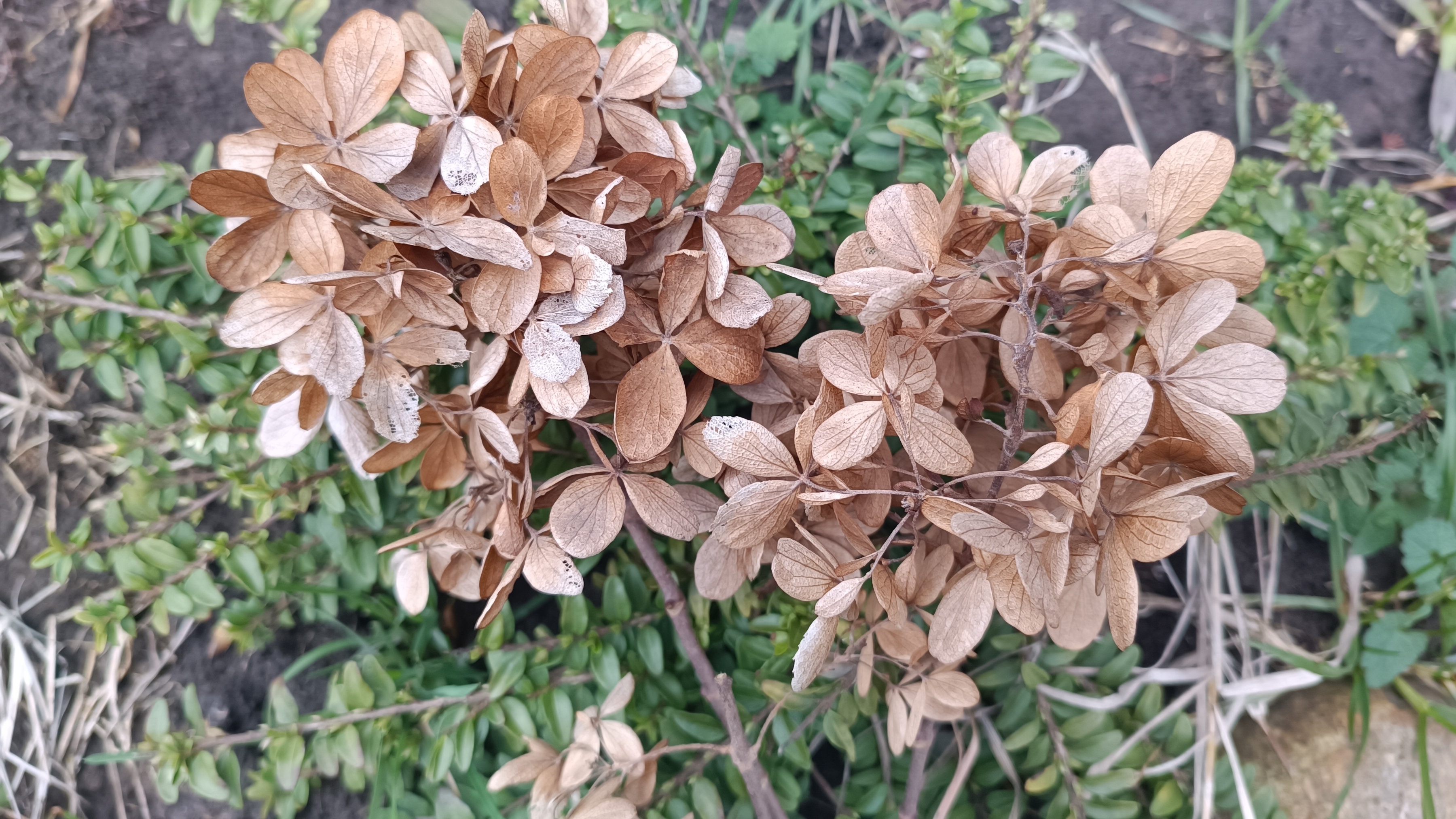 Гортензия. Обрезка весной. 16.03.2026г.