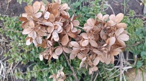 Гортензия. Обрезка весной. 16.03.2026г.