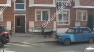 Немецкая овчарка напала на ребёнка в Краснодаре

На видео видно, как собака бросается на ребёнка — к