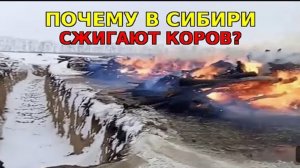 Уфолог об уничтожении скота в России