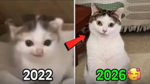 КОТЫ-МЕМЫ ТОП 10 🐱 🥹 ТОГДА И СЕЙЧАС ❤️🩹 ВЗРОСЛЕНИЕ КОТИКОВ ИЗ МЕМОВ БЛИН ОНИ ЖЕ