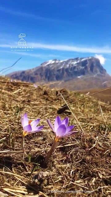Первые цветы на Кавказе