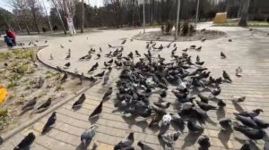 АРХИВ. Одесса 20 марта 2022. Гуляем и кормим голодных чаек и голубей под звуки ПВО