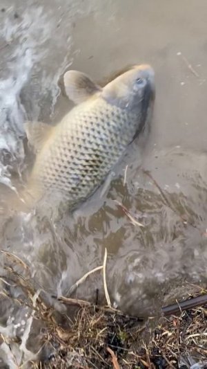 Весенний сазан