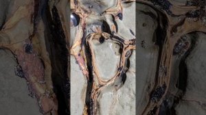 Вселенский сценарий: Паттерны существования