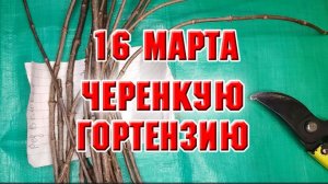 16 марта. Черенкую гортензию
