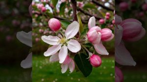 яблоня цветет